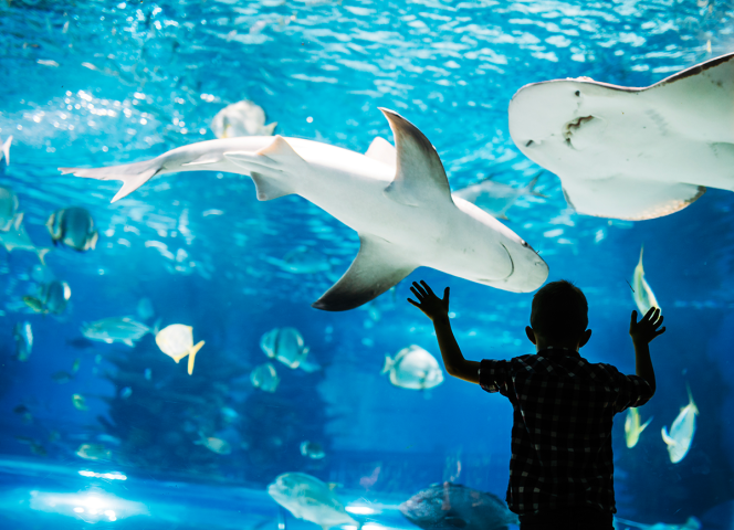 acuario
