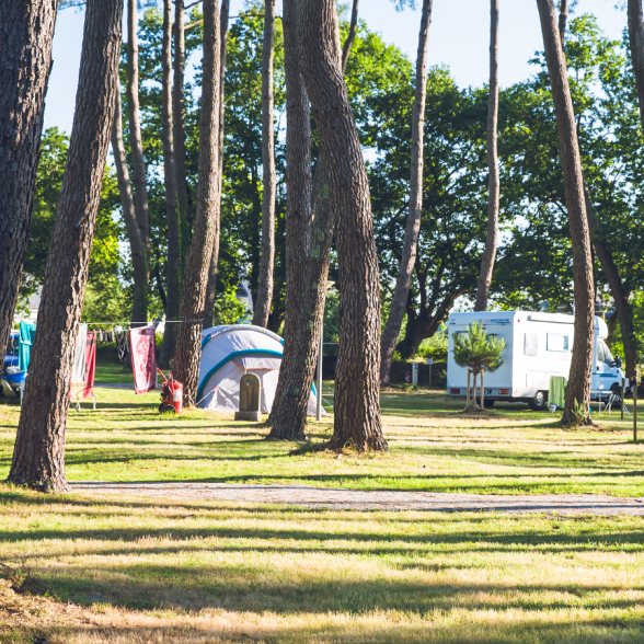 camping bajo los árboles